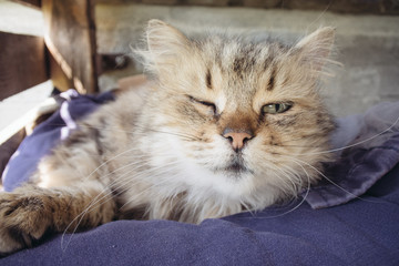 Sleepy cat, Furry Tabby kitten lying