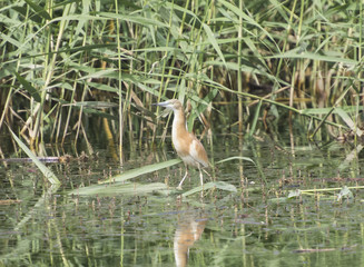 Squacco heron perched on a grass reed