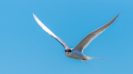 A roseate tern in flight against a bright blue cloudless sky
