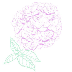 Hydrangea vector illustration in hand drawing linear style.