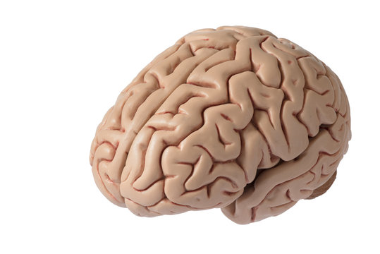 Artificial human brain model