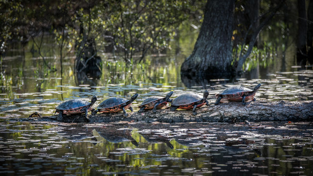 Five Eastern painted turtles perched on a log in a pond with lily pads