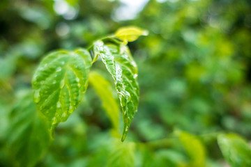 Drops of water on leaves in the morning