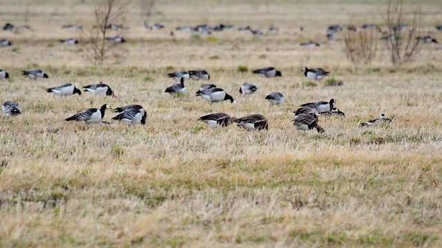 Wild migratory geese stayed on the field for rest and food. Barnacle goose and white-fronted goose grazing in meadow. Flock of wild birds geese spring migration on the grass Estonia, shot on big zoom.