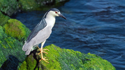A black-crowned night-heron fishing from the rocks along Barnegat Bay, New Jersey