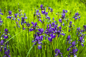 Group of flowers of blue irises. Garden plants.