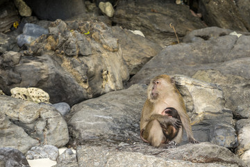 Monkey with offspring at beach 2