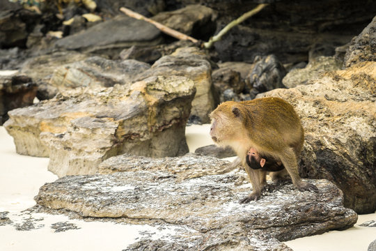 Monkey with offspring at beach