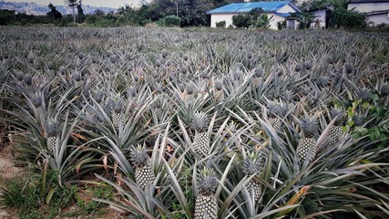 Ananasplantage