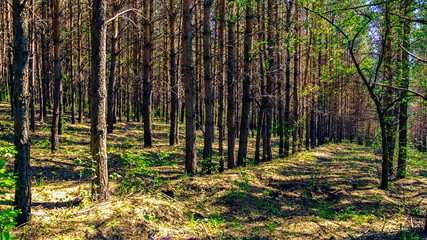 the trunks of the coniferous forest