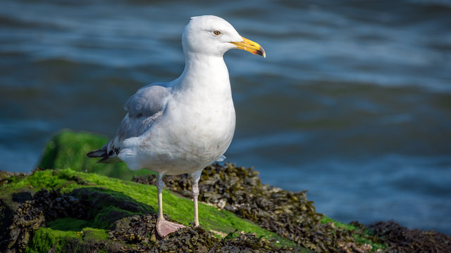 A herring gull standing on the rocks along the edge of Barnegat Bay in New Jersey