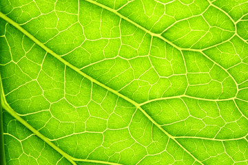 Green leaf background