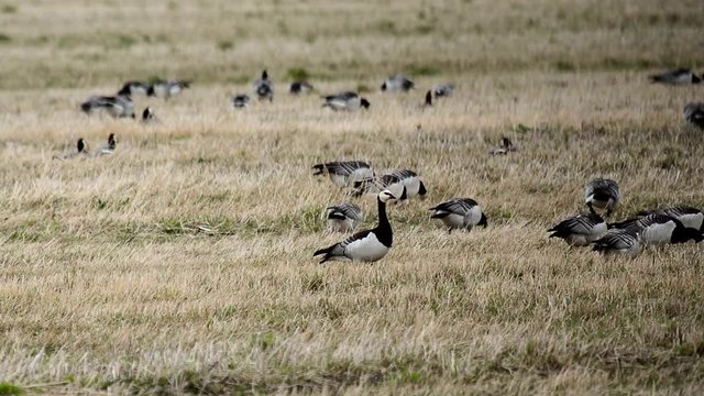 Wild migratory geese on field for rest and food. Barnacle goose and white-fronted goose grazing in meadow. Flock of wild birds geese spring migration on the grass Estonia, shot on big zoom.