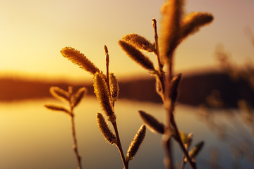 Grass on the background of sunset sky