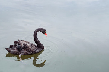 One beautiful black Swan floating on the pond surface under rain. copyspace for text.