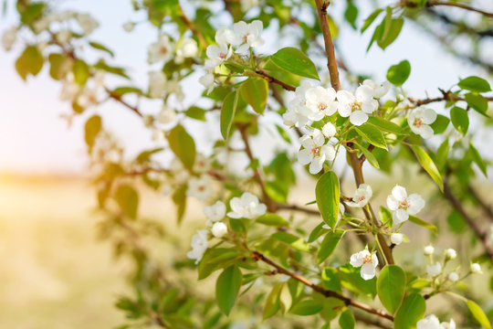 Цветение грушевого дерева весной