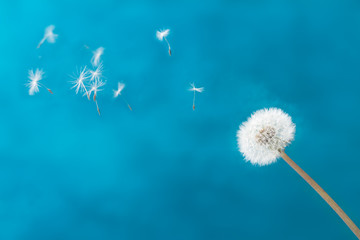 White dandelion head blowball with flying seeds on blue background