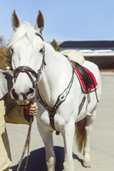 The man's hand holds a white horse under the bridle, close-up, front view.