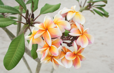 Fototapeta premium Soft focused picture of Bouquet yellow and orange colour Azalea flowers