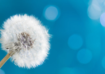 White dandelion head bloeball on blue background