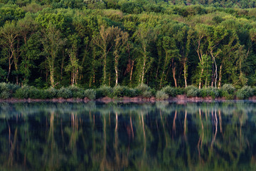 Bank of river with thick forest reflected in water
