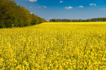 Obraz premium Colza field and blue sky