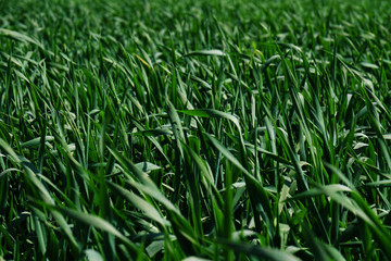 Closeup shot of the young bright green corn field