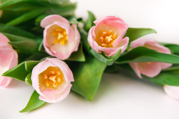 Obraz na płótnie Canvas Pink tulips on white background, closeup