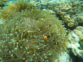 Naklejka na ściany i meble Soft focused photo of anemone fish and soft coral at Zedetkyi Island, ,Andaman ocean,Myanmar,Asia