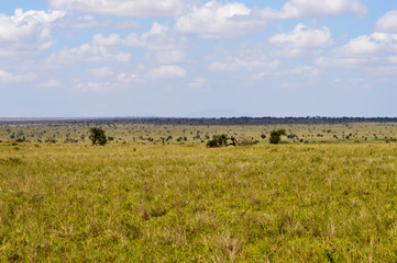 Fototapeta na wymiar View of the Tsavo East savannah
