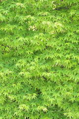新緑のもみじの生け垣