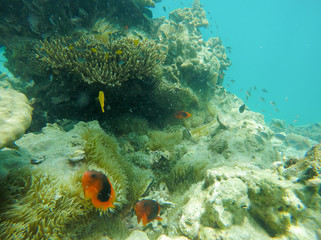 Soft focused photo of Orange and black fishes are swim near the coral Island, ,Andaman ocean,Myanmar,Asia