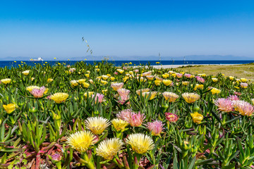 Spring at Rhodes island, Greece
