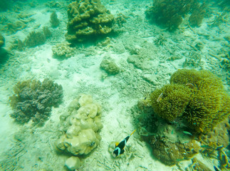 Fototapeta na wymiar Soft focused photo of beautiful fish and coral at Zedetkyi Island, ,Andaman ocean,Myanmar,Asia