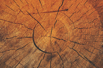 Fototapeta premium Natural wooden background, closeup