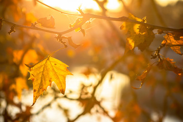 Tree brunch on sun background