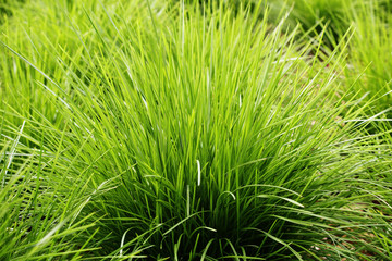 Fototapeta na wymiar A small bush of green grass