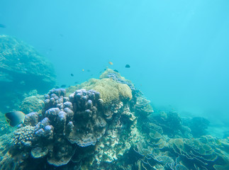 Fototapeta na wymiar Soft focused photo of anemone fish and soft Reef at Zedetkyi Island, ,Andaman ocean,Myanmar,Asia