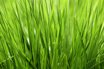 Fototapeta na wymiar Macro of green grass