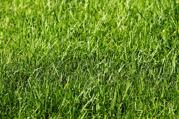 Panorama - lawn of green grass