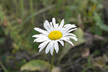 Daisy flower macro view