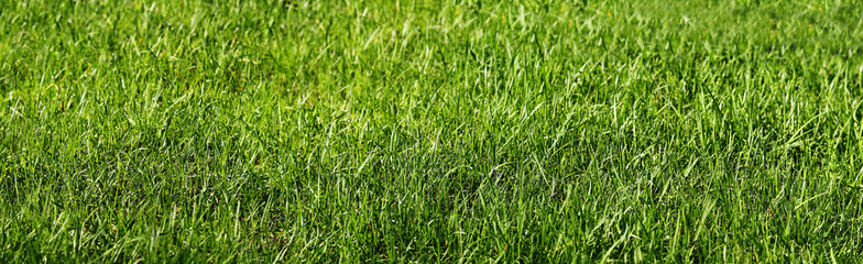 Panorama - lawn of green grass