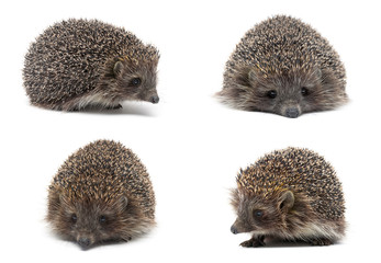 hedgehog isolated on white background