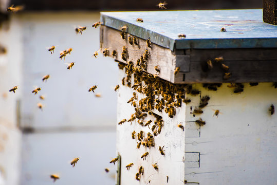 Close-up of a swarm of Honey bees approaching the entrance of the beehive, Vancouver, British Columbia, Canada