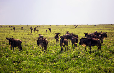 Wildebeest herd in savannah