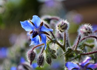 Borage flowers (Borago officinalis).