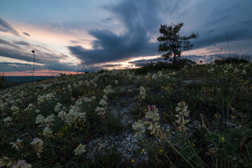 Landscape with spring flowers