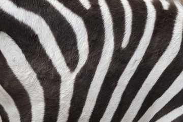 Fototapeta na wymiar Zebra Pattern 