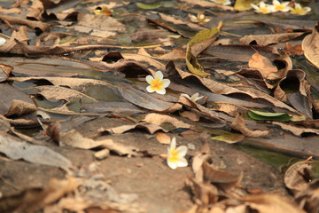Dry leaves fallen on the ground with Plumeria flower in focus, brown, white, yellow color pallete, nature background, plumeria also known as frangipani is in Sri Lanka associated with worship