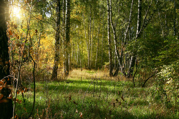 Golden autumn in the forest and bright sunlight through the leaves.